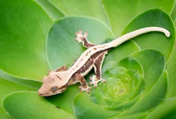 Sunshine Reptiles profile picture